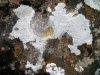 DSCF4417